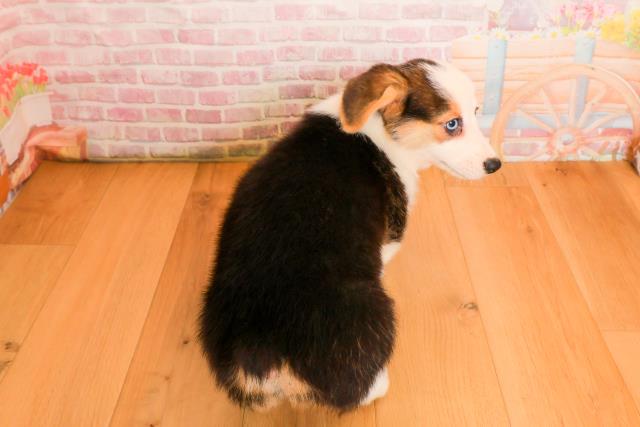 青森県のウェルシュコーギーペンブローク (Coo&RIKU弘前店/2025年9月23日生まれ/男の子/ブラックタンホワイト)の子犬の4枚目の画像