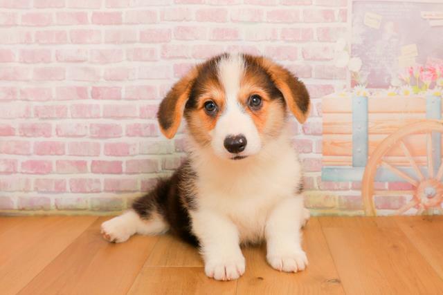 宮城県のウェルシュコーギーペンブローク (Coo&RIKU仙台太白店/2025年9月23日生まれ/男の子/ブラックタンホワイト)の子犬の1枚目の画像