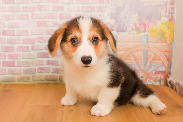 宮城県のウェルシュコーギーペンブローク (Coo&RIKU仙台太白店/2025年9月23日生まれ/男の子/ブラックタンホワイト)の子犬の2枚目の画像