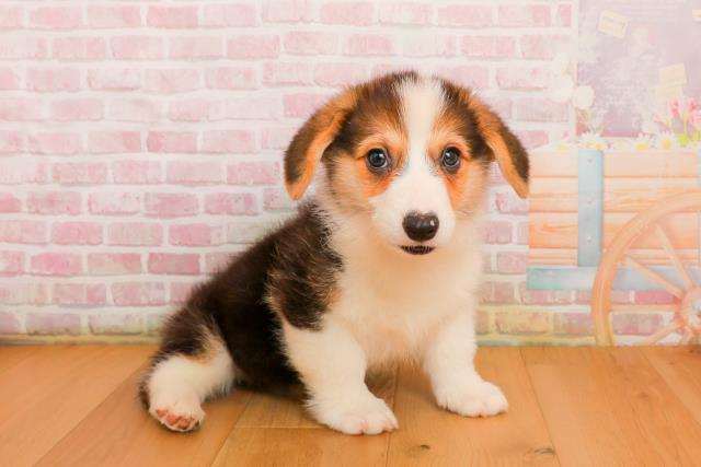 宮城県のウェルシュコーギーペンブローク (Coo&RIKU仙台太白店/2025年9月23日生まれ/男の子/ブラックタンホワイト)の子犬の3枚目の画像