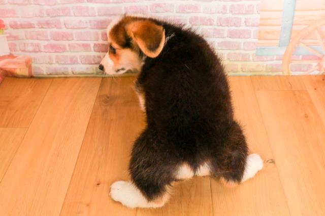 宮城県のウェルシュコーギーペンブローク (Coo&RIKU仙台太白店/2025年9月23日生まれ/男の子/ブラックタンホワイト)の子犬の4枚目の画像