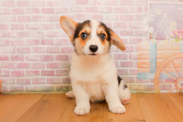 青森県のウェルシュコーギーペンブローク (Coo&RIKU青森店/2025年9月23日生まれ/女の子/ブラックタンホワイト)の子犬の1枚目の画像