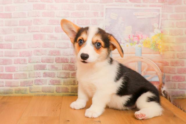 青森県のウェルシュコーギーペンブローク (Coo&RIKU青森店/2025年9月23日生まれ/女の子/ブラックタンホワイト)の子犬の2枚目の画像