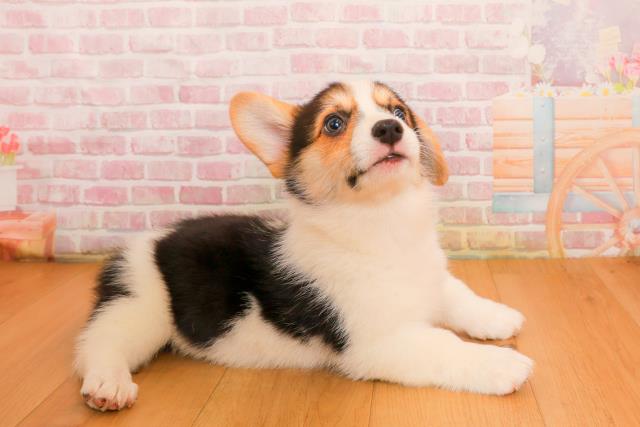 青森県のウェルシュコーギーペンブローク (Coo&RIKU青森店/2025年9月23日生まれ/女の子/ブラックタンホワイト)の子犬の3枚目の画像