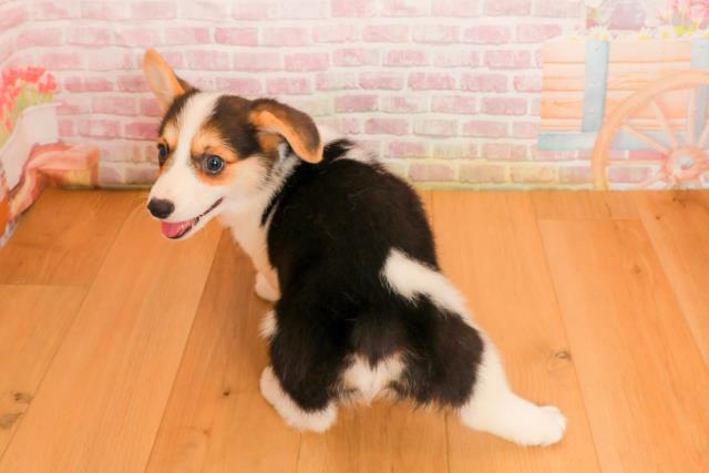 青森県のウェルシュコーギーペンブローク (Coo&RIKU青森店/2025年9月23日生まれ/女の子/ブラックタンホワイト)の子犬の4枚目の画像