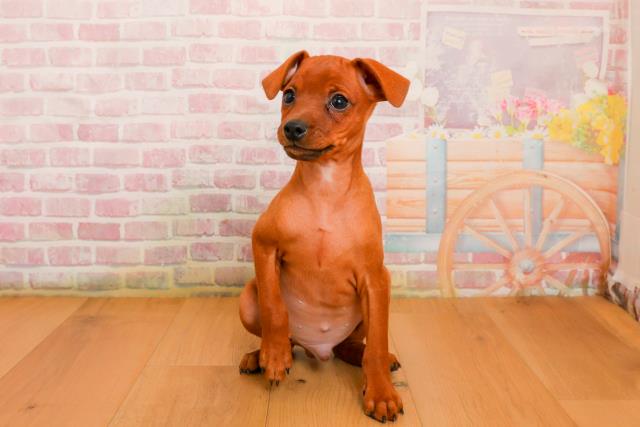 青森県のミニチュアピンシャー (Coo&RIKU弘前店/2025年9月24日生まれ/男の子/レッド)の子犬の1枚目の画像