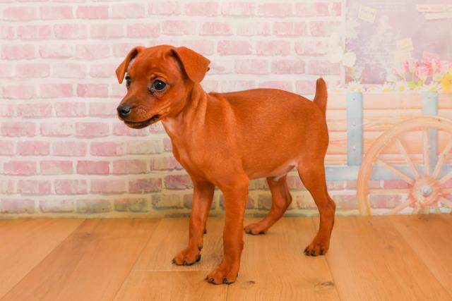 青森県のミニチュアピンシャー (Coo&RIKU弘前店/2025年9月24日生まれ/男の子/レッド)の子犬の2枚目の画像