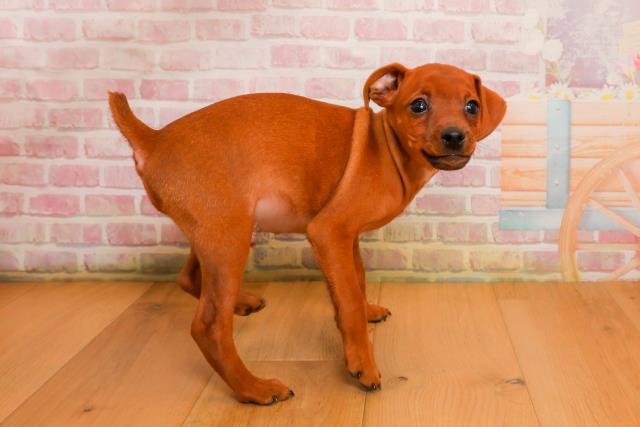 青森県のミニチュアピンシャー (Coo&RIKU弘前店/2025年9月24日生まれ/男の子/レッド)の子犬の3枚目の画像