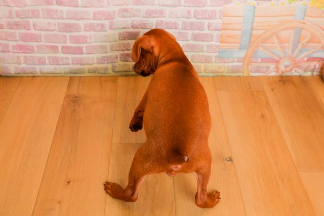 青森県のミニチュアピンシャー (Coo&RIKU弘前店/2025年9月24日生まれ/男の子/レッド)の子犬の4枚目の画像