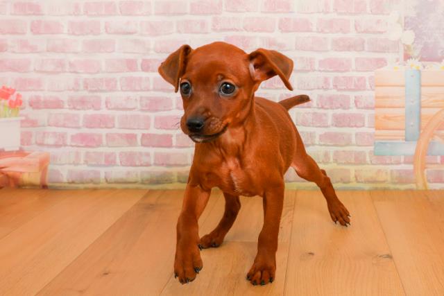 青森県のミニチュアピンシャー (Coo&RIKU八戸店/2025年9月24日生まれ/女の子/レッド)の子犬の1枚目の画像