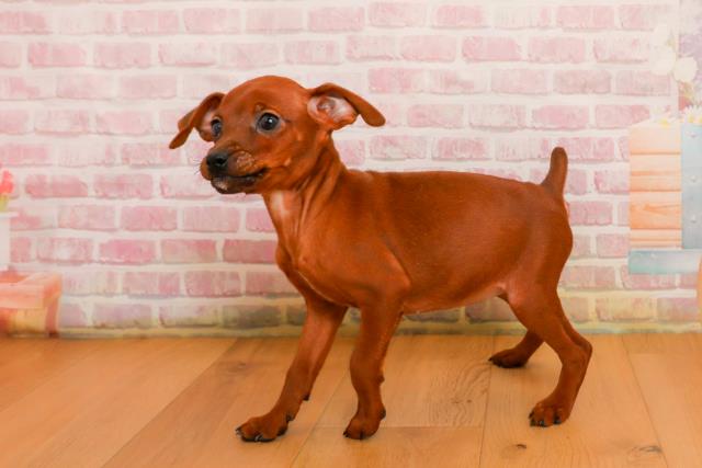 青森県のミニチュアピンシャー (Coo&RIKU八戸店/2025年9月24日生まれ/女の子/レッド)の子犬の2枚目の画像