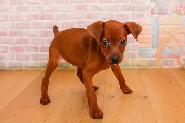 青森県のミニチュアピンシャー (Coo&RIKU八戸店/2025年9月24日生まれ/女の子/レッド)の子犬の3枚目の画像