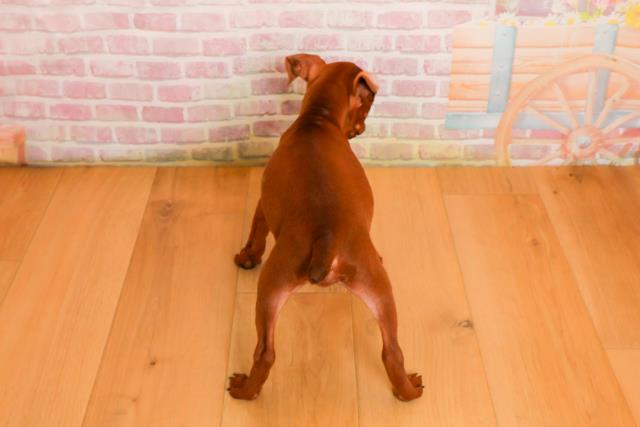 青森県のミニチュアピンシャー (Coo&RIKU八戸店/2025年9月24日生まれ/女の子/レッド)の子犬の4枚目の画像