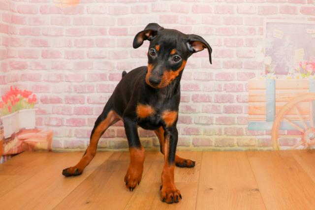 岩手県のミニチュアピンシャー (Coo&RIKU岩手盛岡店/2025年9月24日生まれ/男の子/ブラックタン)の子犬の1枚目の画像