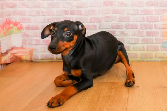 岩手県のミニチュアピンシャー (Coo&RIKU岩手盛岡店/2025年9月24日生まれ/男の子/ブラックタン)の子犬の2枚目の画像