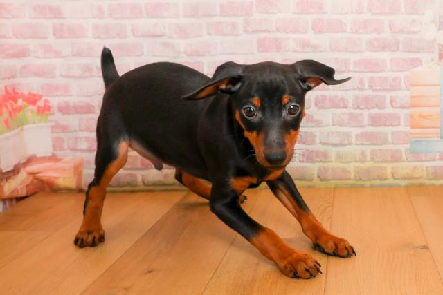 岩手県のミニチュアピンシャー (Coo&RIKU岩手盛岡店/2025年9月24日生まれ/男の子/ブラックタン)の子犬の3枚目の画像