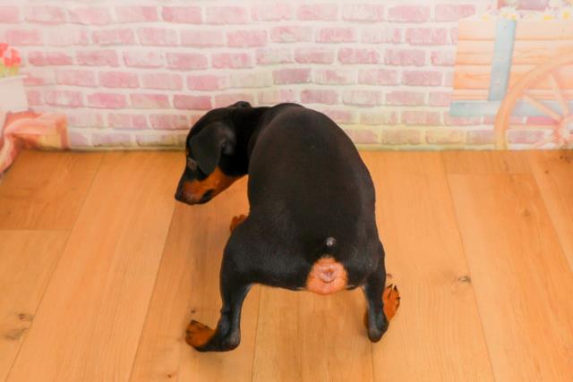 岩手県のミニチュアピンシャー (Coo&RIKU岩手盛岡店/2025年9月24日生まれ/男の子/ブラックタン)の子犬の4枚目の画像