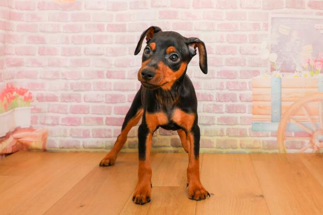 宮城県のミニチュアピンシャー (Coo&RIKU石巻店/2025年9月24日生まれ/男の子/ブラックタン)の子犬の1枚目の画像