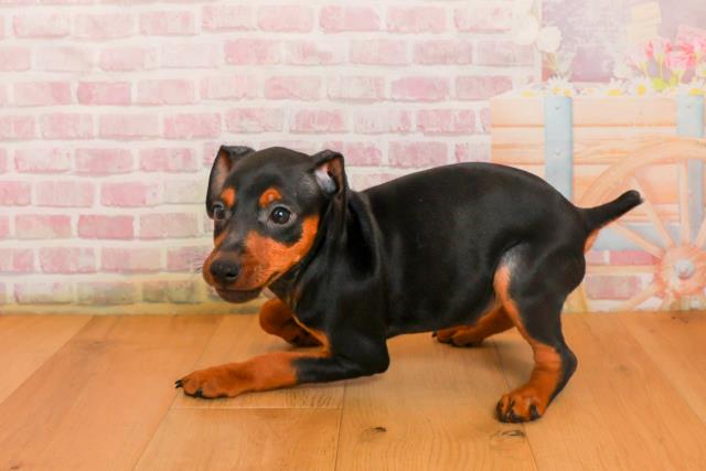 宮城県のミニチュアピンシャー (Coo&RIKU石巻店/2025年9月24日生まれ/男の子/ブラックタン)の子犬の2枚目の画像