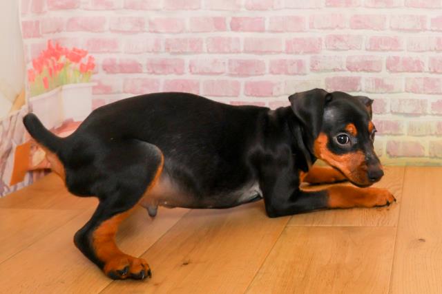 宮城県のミニチュアピンシャー (Coo&RIKU石巻店/2025年9月24日生まれ/男の子/ブラックタン)の子犬の3枚目の画像