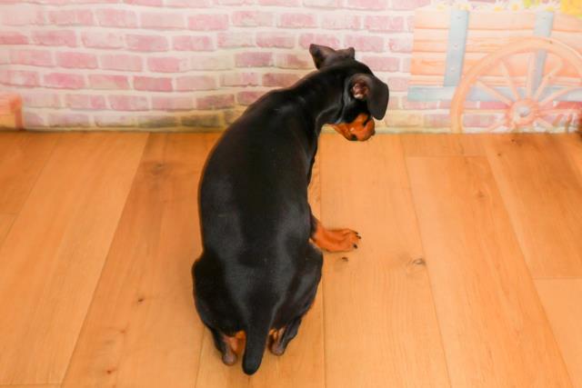 宮城県のミニチュアピンシャー (Coo&RIKU石巻店/2025年9月24日生まれ/男の子/ブラックタン)の子犬の4枚目の画像