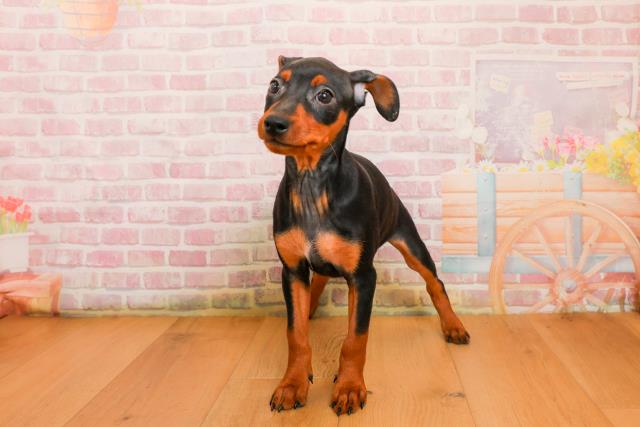 山形県のミニチュアピンシャー (Coo&RIKU山形店/2025年9月24日生まれ/女の子/ブラックタン)の子犬