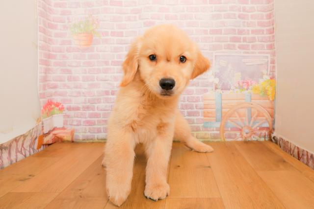 山形県のゴールデンレトリバー (Coo&RIKU山形店/2025年9月25日生まれ/男の子/ゴールド)の子犬