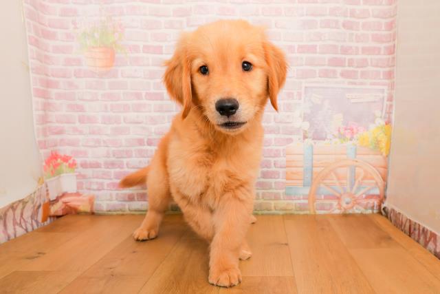 青森県のゴールデンレトリバー (Coo&RIKU弘前店/2025年9月25日生まれ/男の子/ゴールド)の子犬の1枚目の画像