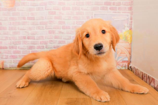 青森県のゴールデンレトリバー (Coo&RIKU弘前店/2025年9月25日生まれ/男の子/ゴールド)の子犬の3枚目の画像