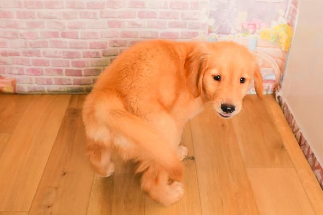 青森県のゴールデンレトリバー (Coo&RIKU弘前店/2025年9月25日生まれ/男の子/ゴールド)の子犬の4枚目の画像