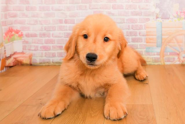 宮城県のゴールデンレトリバー (Coo&RIKU石巻店/2025年9月25日生まれ/男の子/ゴールド)の子犬の1枚目の画像