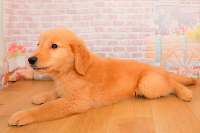 宮城県のゴールデンレトリバー (Coo&RIKU石巻店/2025年9月25日生まれ/男の子/ゴールド)の子犬の2枚目の画像