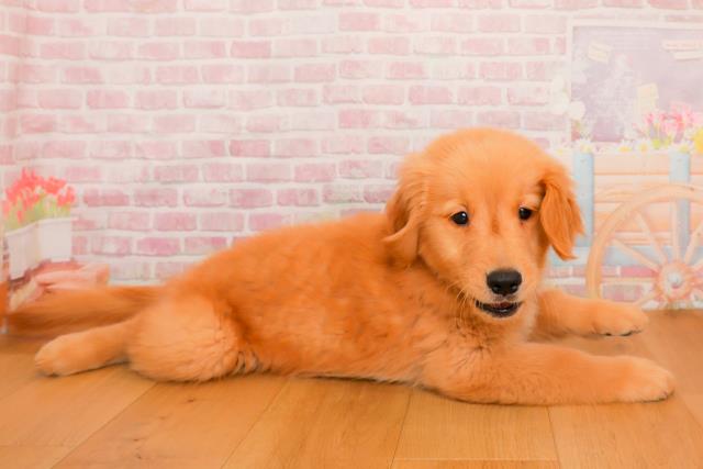 宮城県のゴールデンレトリバー (Coo&RIKU石巻店/2025年9月25日生まれ/男の子/ゴールド)の子犬の3枚目の画像