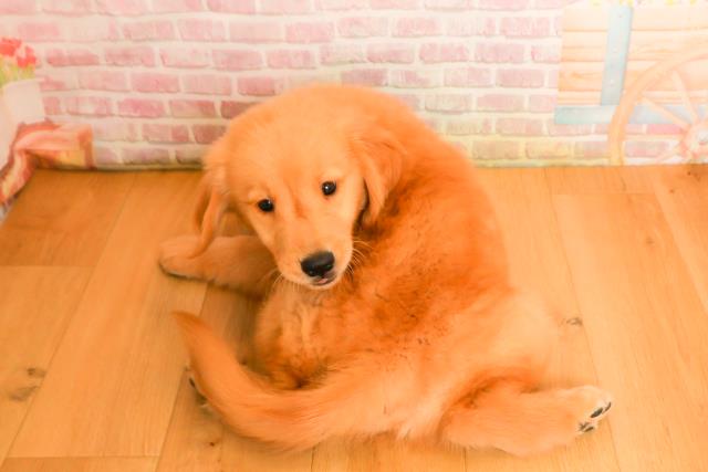 宮城県のゴールデンレトリバー (Coo&RIKU石巻店/2025年9月25日生まれ/男の子/ゴールド)の子犬の4枚目の画像