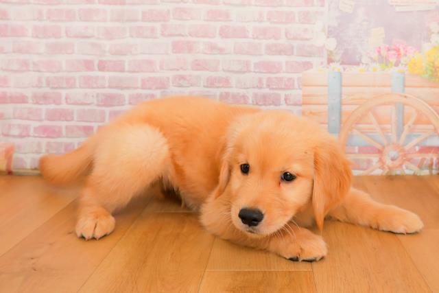 岩手県のゴールデンレトリバー (Coo&RIKU一関店/2025年9月25日生まれ/男の子/ゴールド)の子犬の3枚目の画像