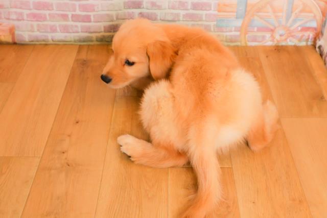 岩手県のゴールデンレトリバー (Coo&RIKU一関店/2025年9月25日生まれ/男の子/ゴールド)の子犬の4枚目の画像