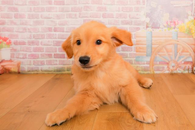 栃木県のゴールデンレトリバー (Coo&RIKUイオンタウン佐野店/2025年9月25日生まれ/女の子/ゴールド)の子犬の1枚目の画像