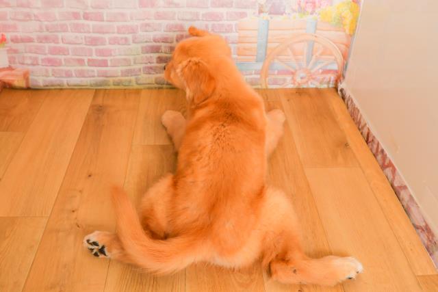 栃木県のゴールデンレトリバー (Coo&RIKUイオンタウン佐野店/2025年9月25日生まれ/女の子/ゴールド)の子犬の4枚目の画像