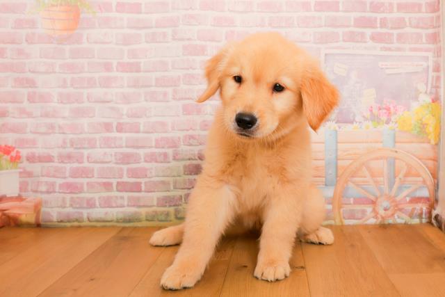 千葉県のゴールデンレトリバー (Coo&RIKU若葉都賀店/2025年9月25日生まれ/女の子/ゴールド)の子犬の1枚目の画像