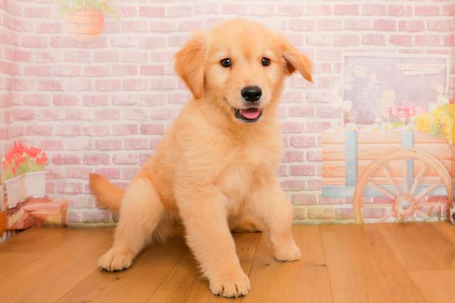 千葉県のゴールデンレトリバー (Coo&RIKU若葉都賀店/2025年9月25日生まれ/女の子/ゴールド)の子犬の3枚目の画像