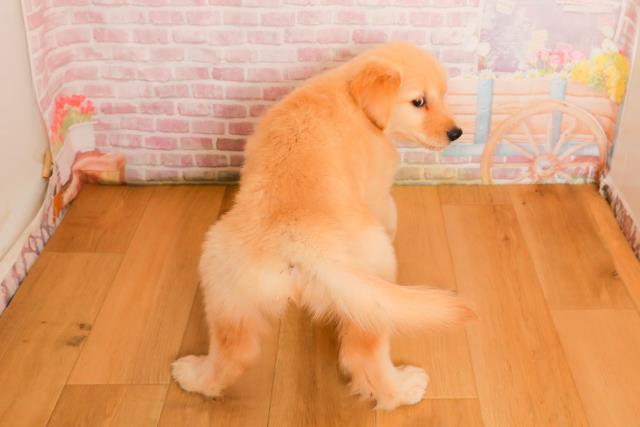 千葉県のゴールデンレトリバー (Coo&RIKU若葉都賀店/2025年9月25日生まれ/女の子/ゴールド)の子犬の4枚目の画像