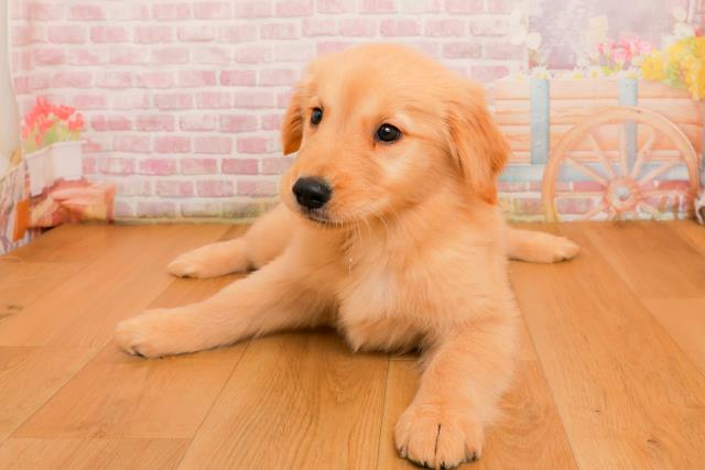 茨城県のゴールデンレトリバー (Coo&RIKUコメリパワーつくば西店/2025年9月25日生まれ/女の子/ゴールド)の子犬
