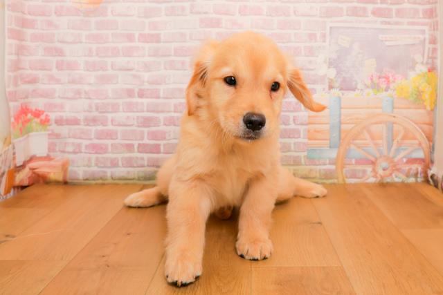 千葉県のゴールデンレトリバー (Coo&RIKU南柏店/2025年9月25日生まれ/女の子/ゴールド)の子犬