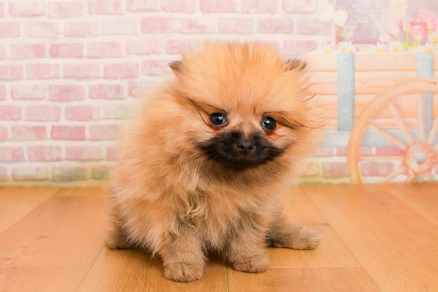 山形県のポメラニアン (Coo&RIKU山形店/2025年9月25日生まれ/女の子/ウルフセーブル)の子犬