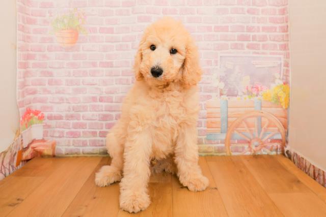 福島県のスタンダードプードル (Coo&RIKU郡山店/2025年9月25日生まれ/男の子/クリーム)の子犬の1枚目の画像