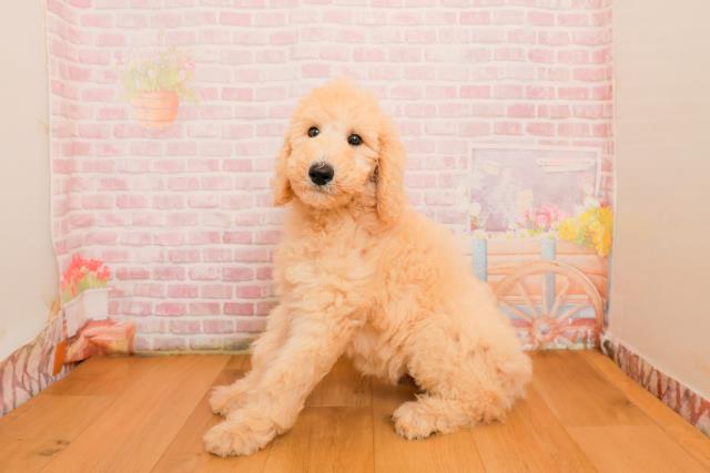 福島県のスタンダードプードル (Coo&RIKU郡山店/2025年9月25日生まれ/男の子/クリーム)の子犬の2枚目の画像