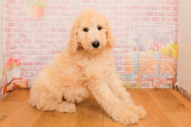 福島県のスタンダードプードル (Coo&RIKU郡山店/2025年9月25日生まれ/男の子/クリーム)の子犬の3枚目の画像