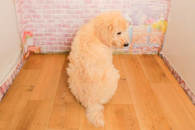 福島県のスタンダードプードル (Coo&RIKU郡山店/2025年9月25日生まれ/男の子/クリーム)の子犬の4枚目の画像