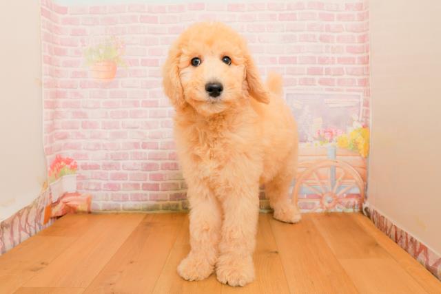 埼玉県のスタンダードプードル (Coo&RIKU熊谷ニットーモール店/2025年9月25日生まれ/男の子/クリーム)の子犬の1枚目の画像