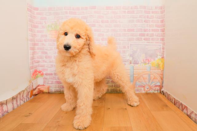 埼玉県のスタンダードプードル (Coo&RIKU熊谷ニットーモール店/2025年9月25日生まれ/男の子/クリーム)の子犬の2枚目の画像